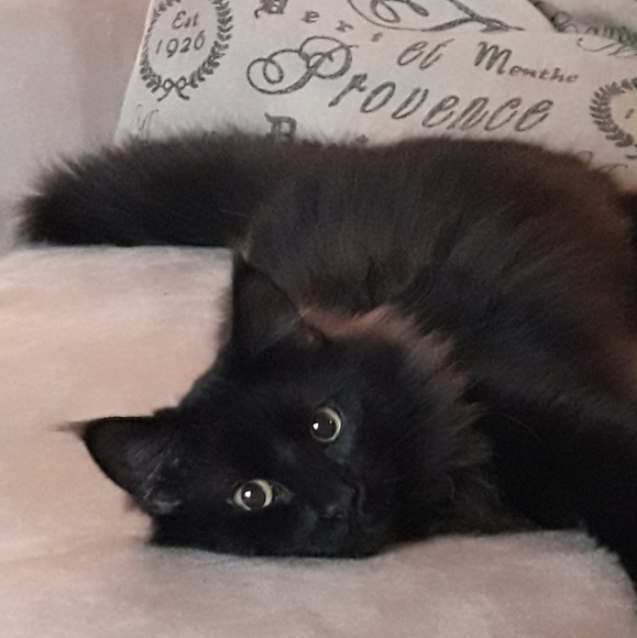 Meet your Posher, Tricia - Picture 6 of 6